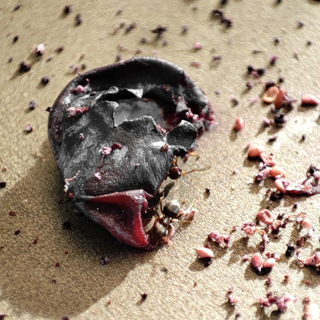 Blueberry Ants